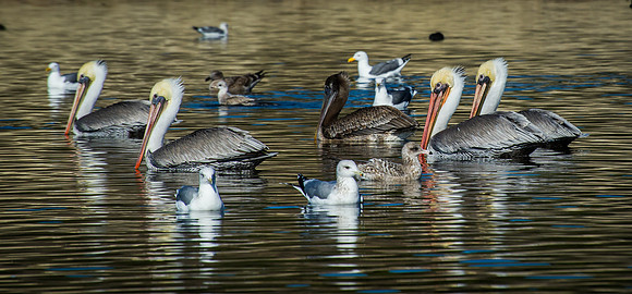 Brown Pelican Flock