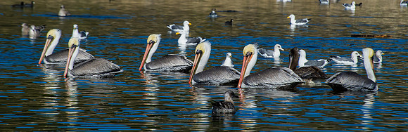 Brown Pelicans Panorama