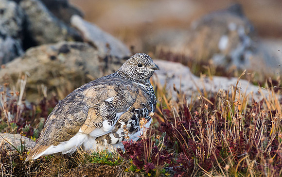 Fall Ptarmigan