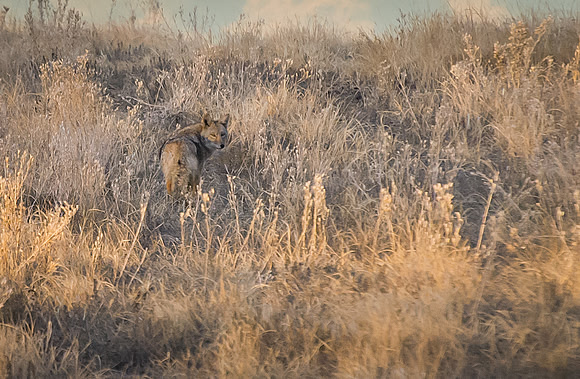 Coyote_1