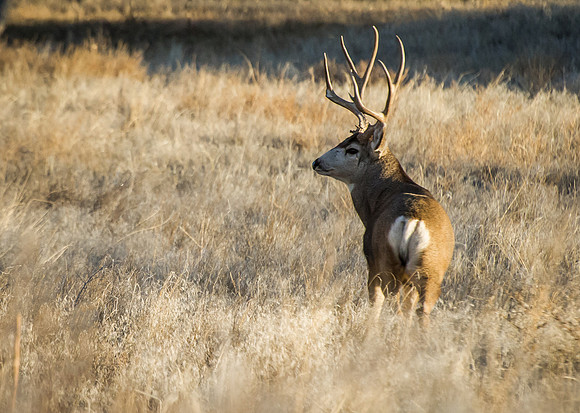 Mule_Deer_Buck_1