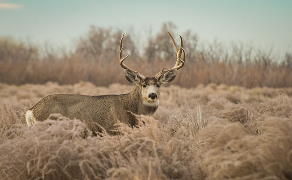 Mule_Deer_Buck_3