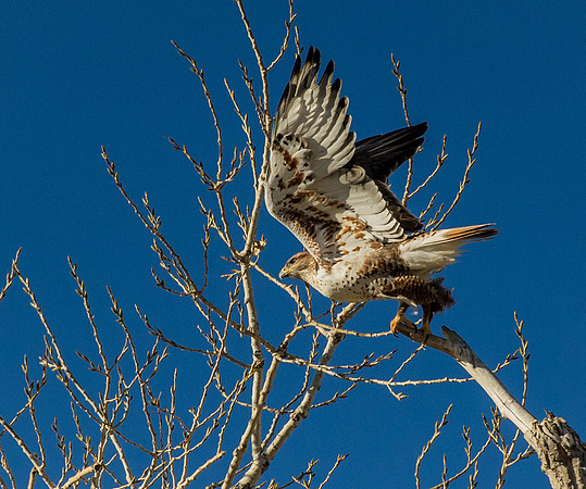 Hawk_Take_Off
