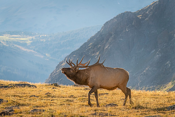 Elk_RMNP_2023_15