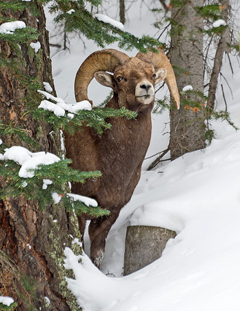 Bighorn_ram_Guanella_Pass_2