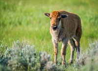 Bison_6