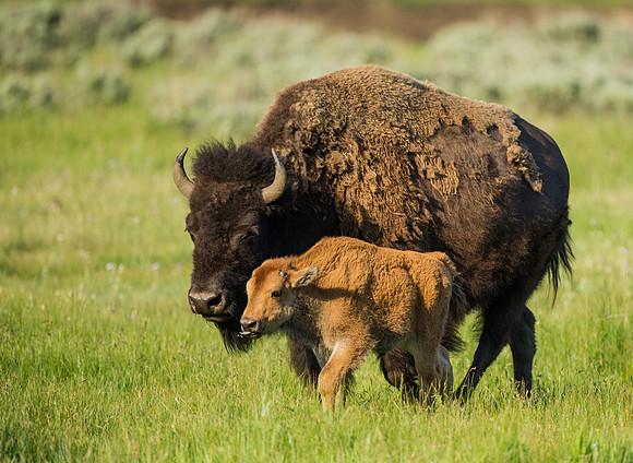 Bison_7_mother_and_calf