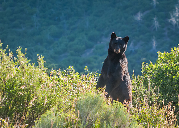 Black_Bear_2