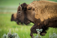 Bison_5