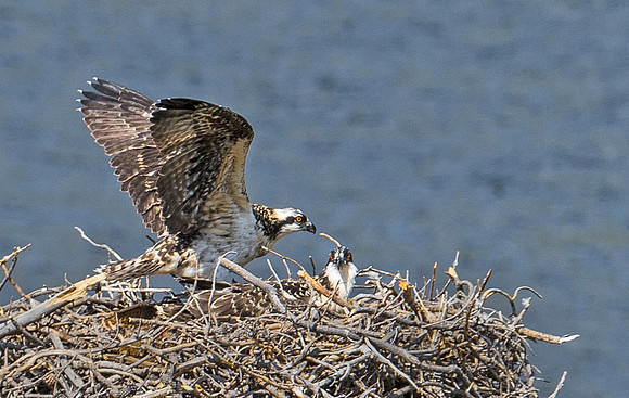 Osprey_44