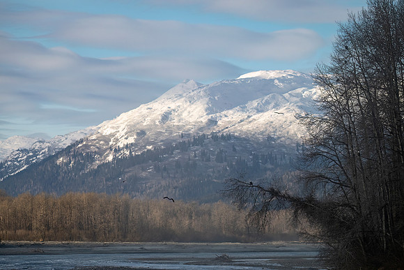 Bald_eagle_Haines_2024_8