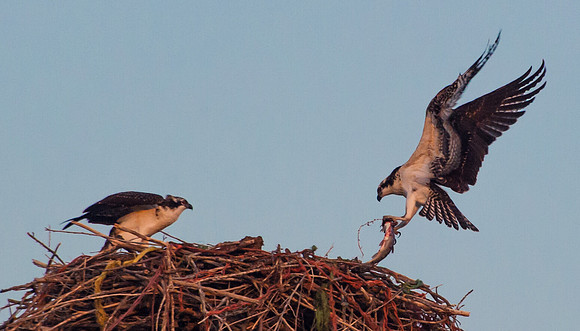 Osprey_3
