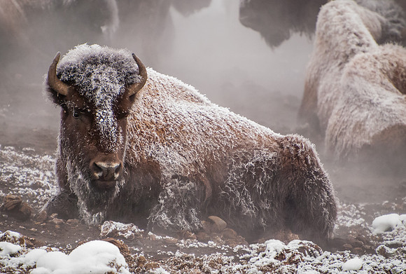 Bison_8