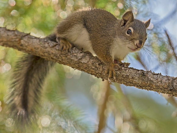 Squirrel_2