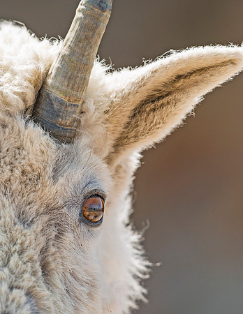 Mountain_goat_2013_19