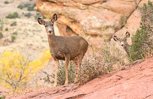 Mule_deer_doe_46
