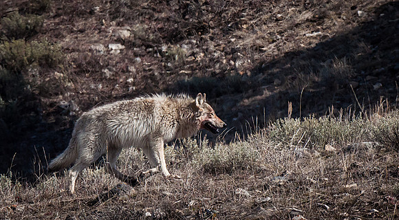 Wolf_4