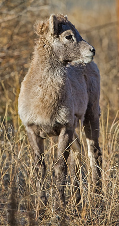 Bighorn_lamb_23