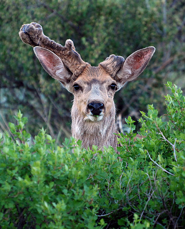 Mule_Deer_1