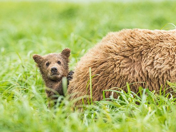 Brown_bear_McNeil_2015_9