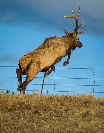 Elk_2
