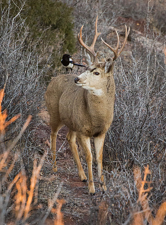 Mule_Deer_Buck_4