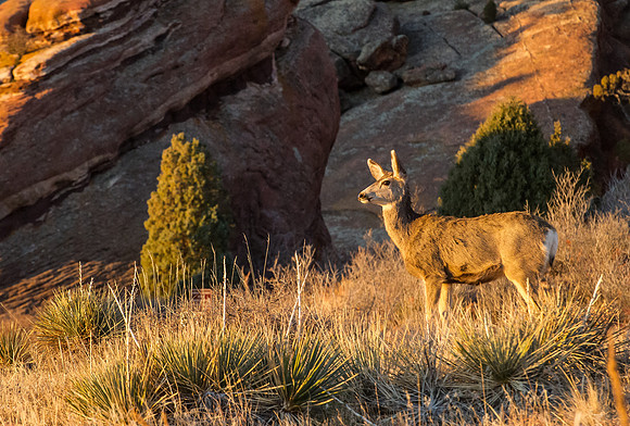 Mule_Deer_Doe_1