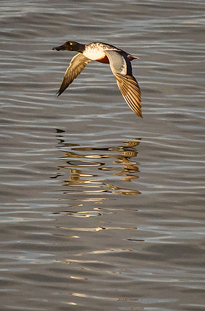 Shoveler_2