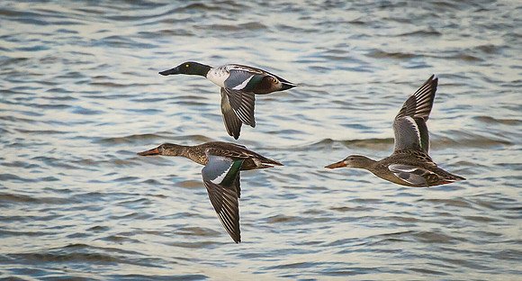 Shovelers_1