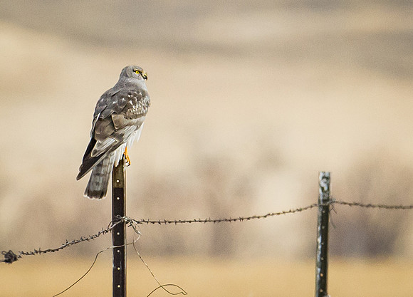Northern_Harrier_1