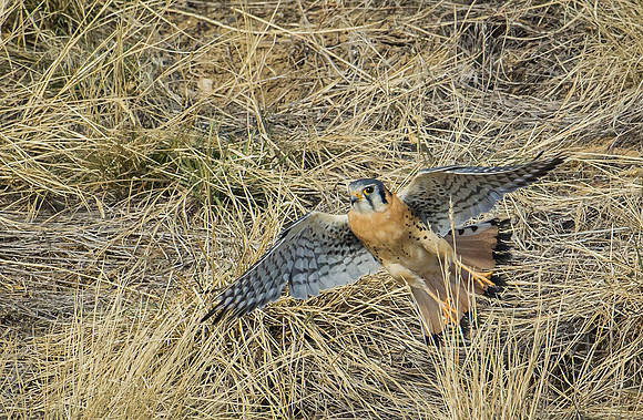 Kestrel_2