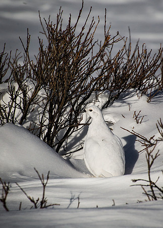 ptarmigan_5