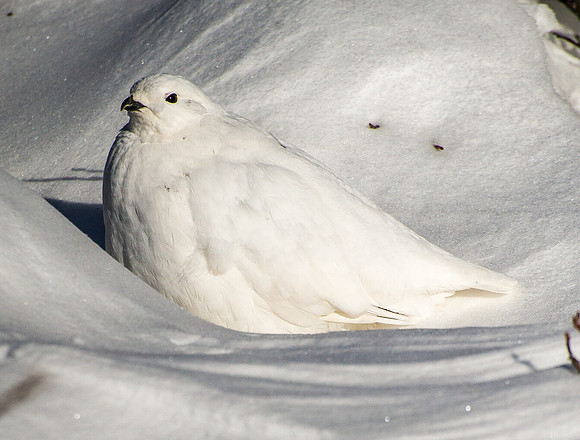 Ptarmigan_2