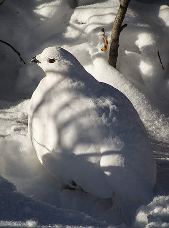 ptarmigan_3
