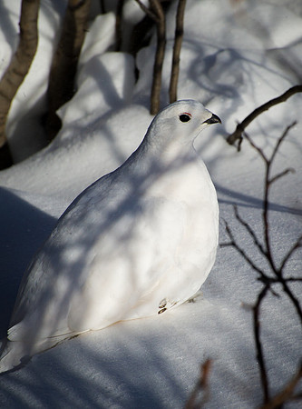 ptarmigan_4