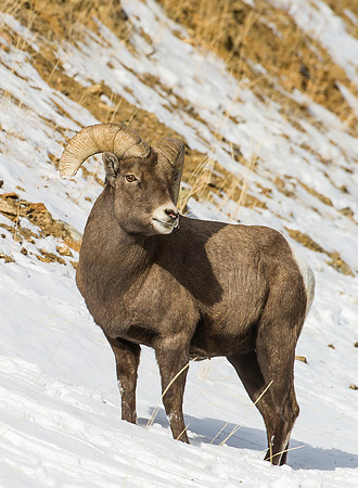 Bighorn_13