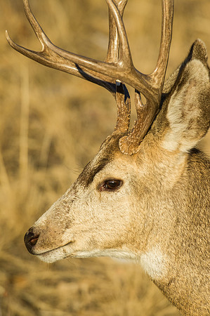 Mule_Deer_Buck_5
