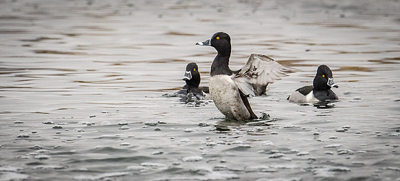 Ring-necked_Duck_2