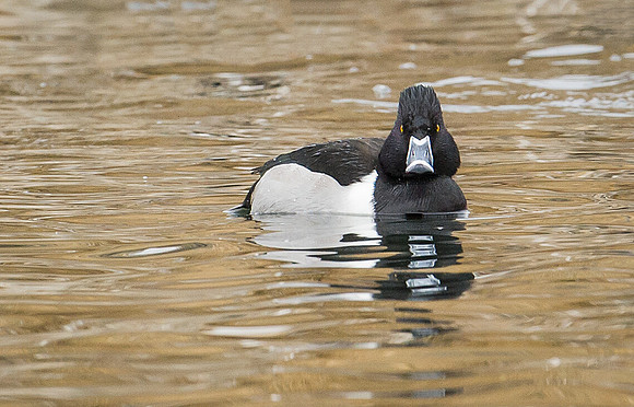 Ring-necked_Duck_3