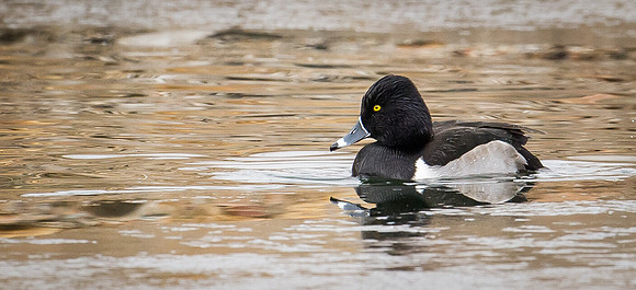 Ring-necked_Duck_1