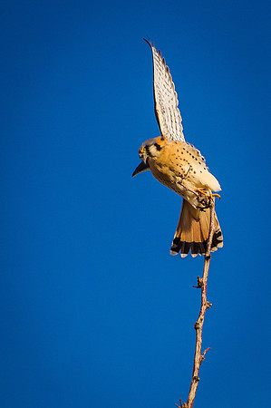 Kestrel_1