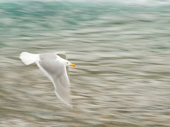 Glaucous-winged_gull_McNeil_2015_1