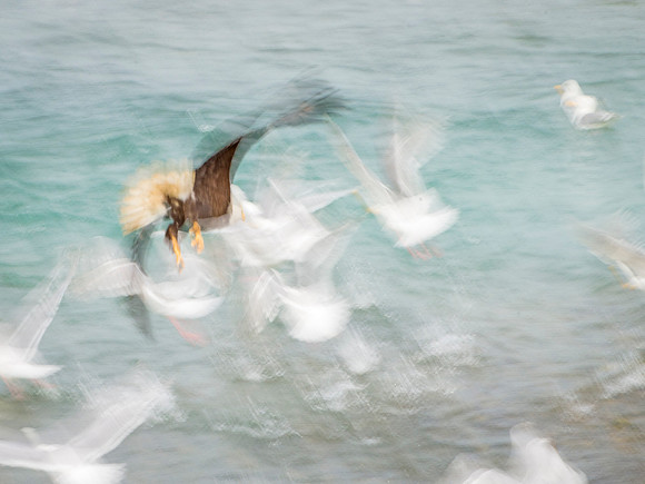 Flush_the_Flock