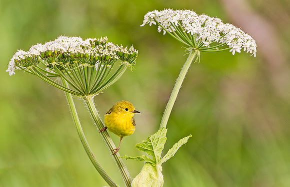 Yellow_warbler_McNeil_2015_1