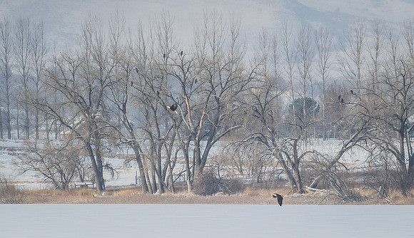 Bald_Eagle_Abundance
