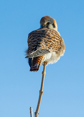 Kestrel_4