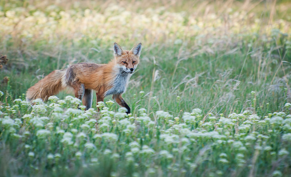 Fox_4