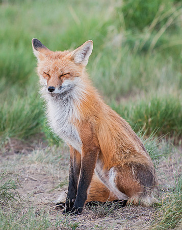 Fox_5