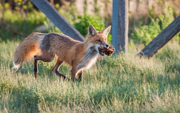 Fox_7