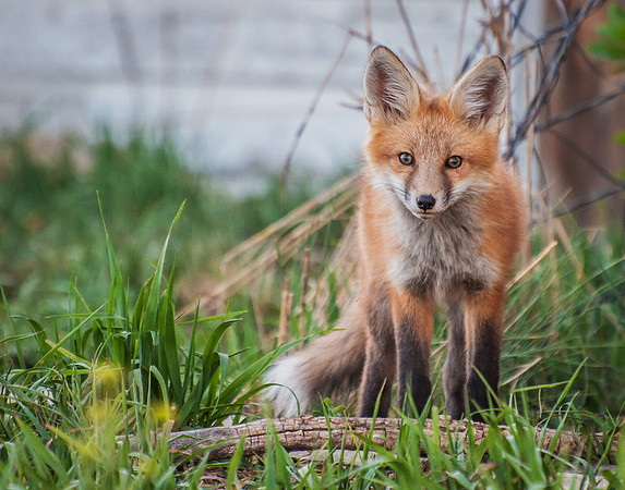 Fox_10